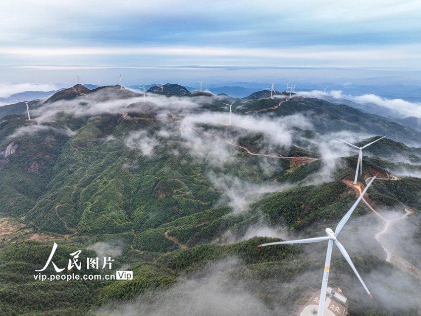河南开封:民俗斗鸡喜迎新春